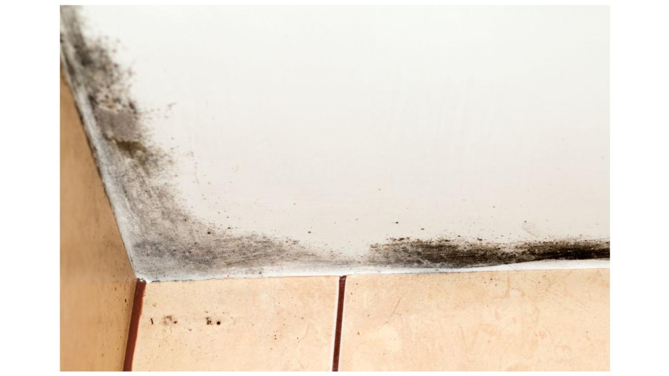 Slight mould Slight mould on a ceiling