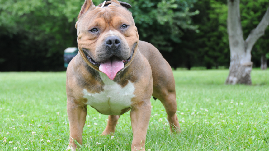 XL bully An XL bully dog on the grass