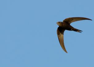 A swift in flight with its wings spread soaring in a blue sky